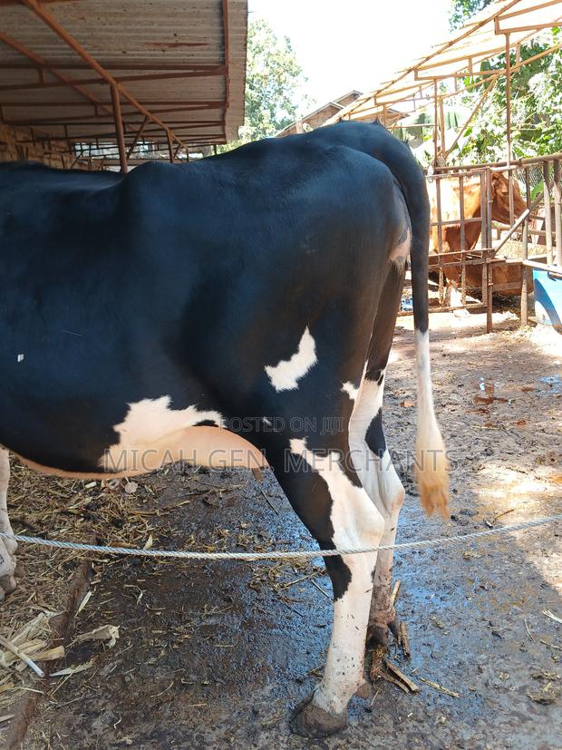 Dairy Cows on Sale - thumbnail 3