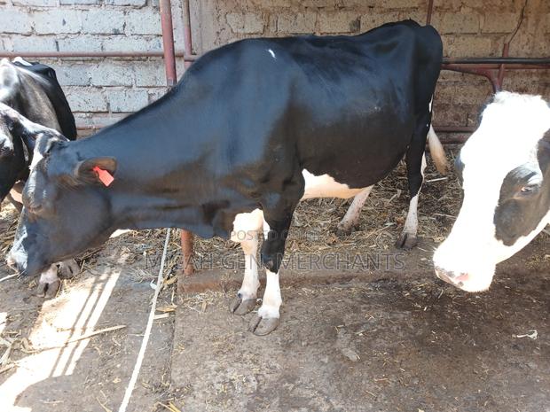 Dairy Cows on Sale - thumbnail 4