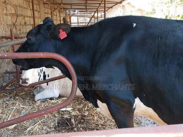 Dairy Cows on Sale - thumbnail 5