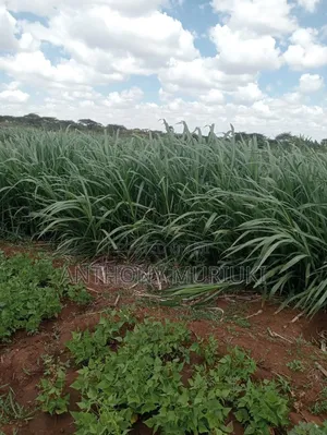 Agricultural Land for Sale