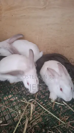 Rabbits for Sale