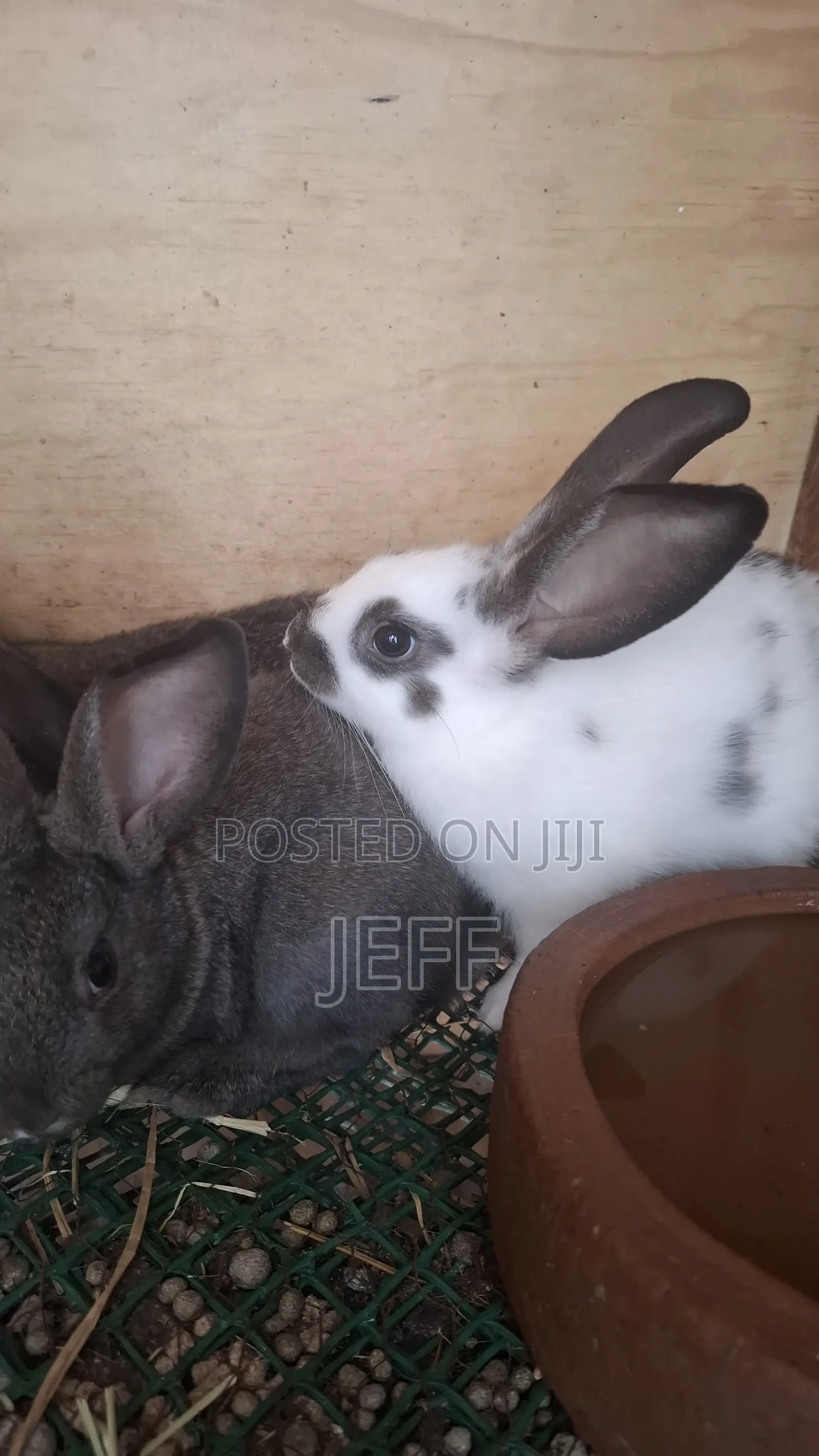Rabbits for Sale