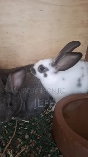 Rabbits for Sale