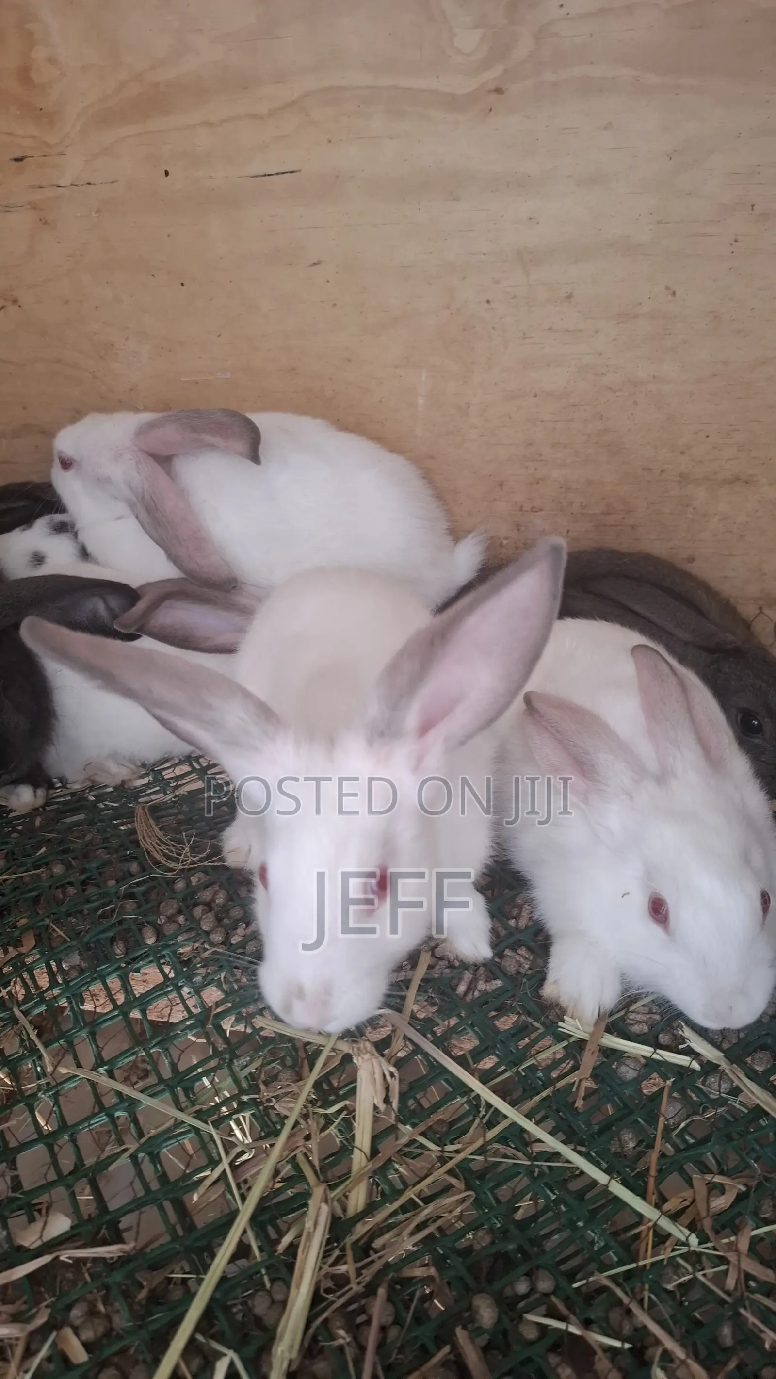 Rabbits for Sale