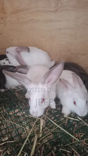 Rabbits for Sale