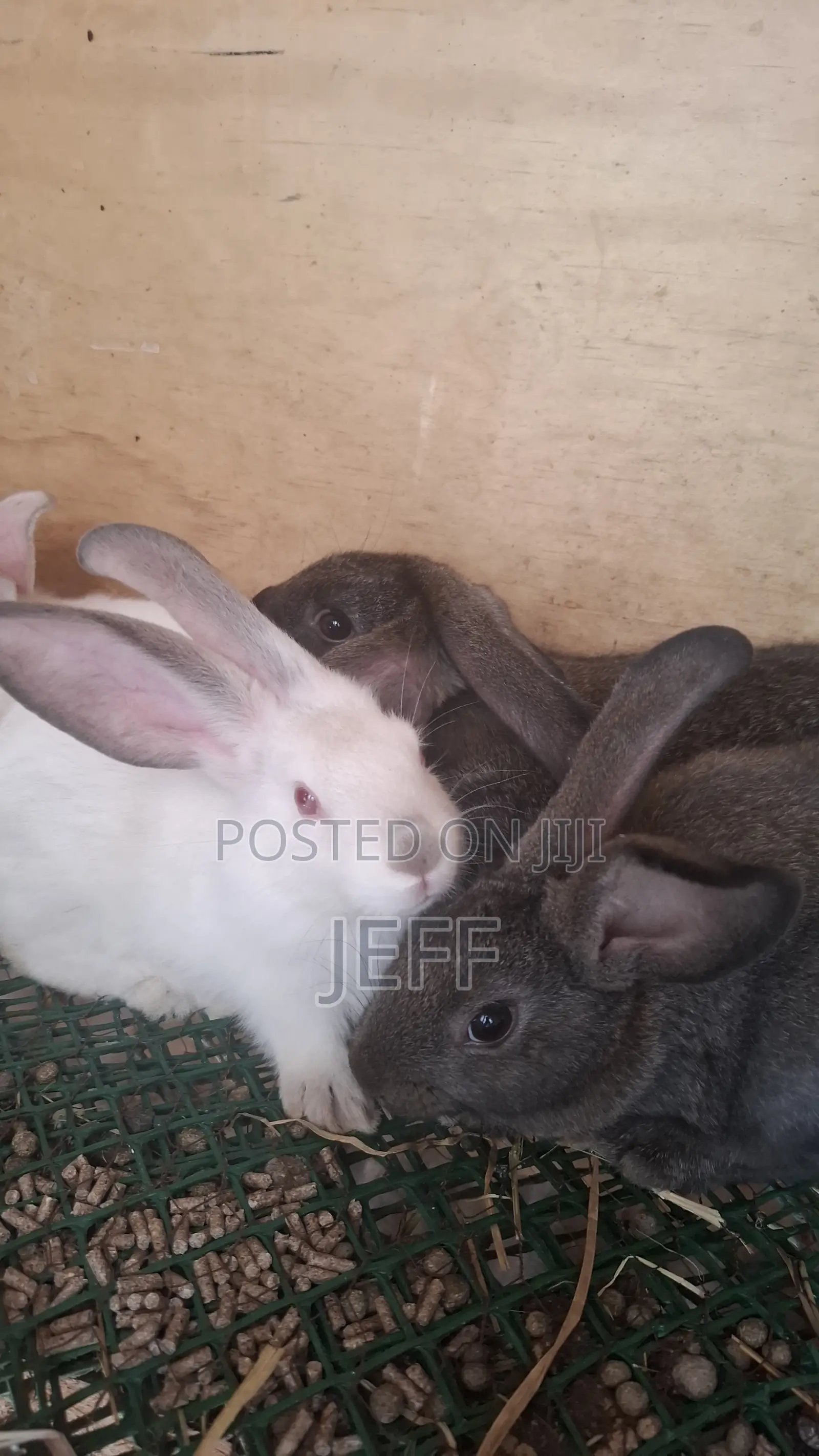 Rabbits for Sale