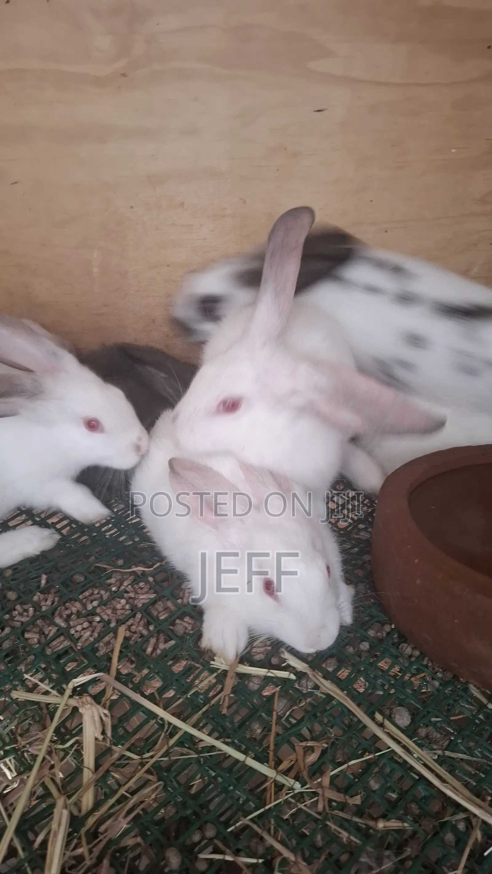 Rabbits for Sale