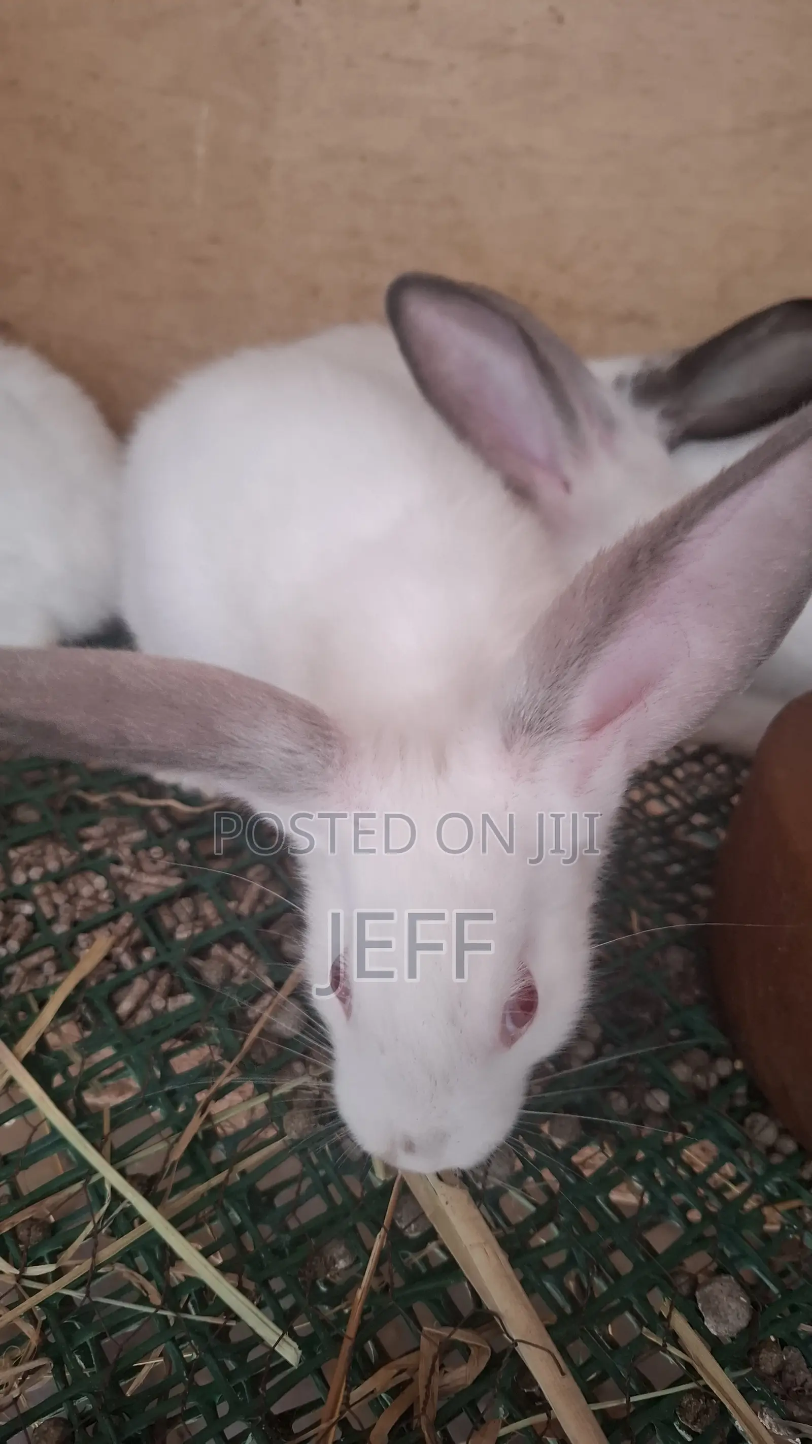 Rabbits for Sale