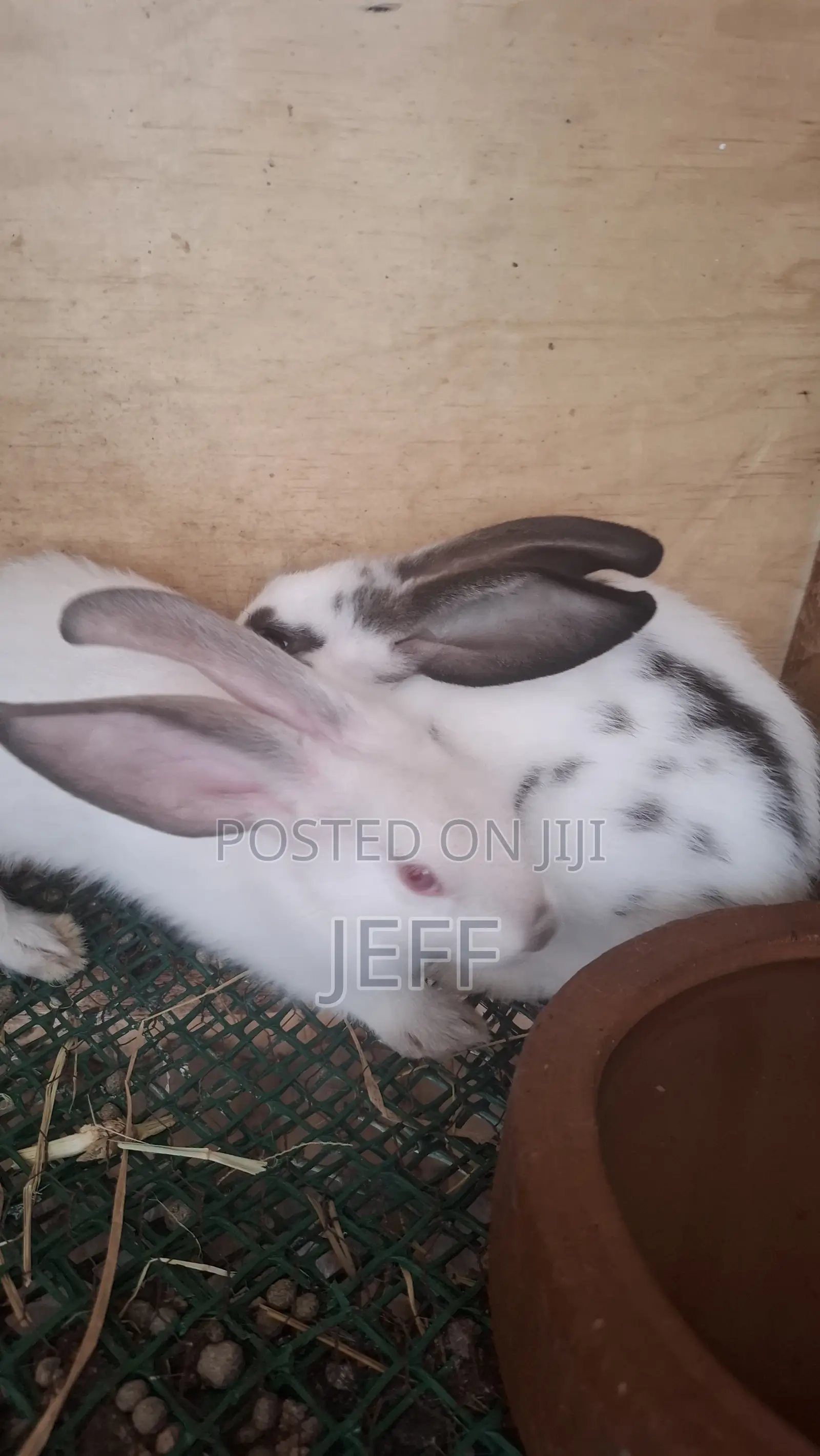 Rabbits for Sale
