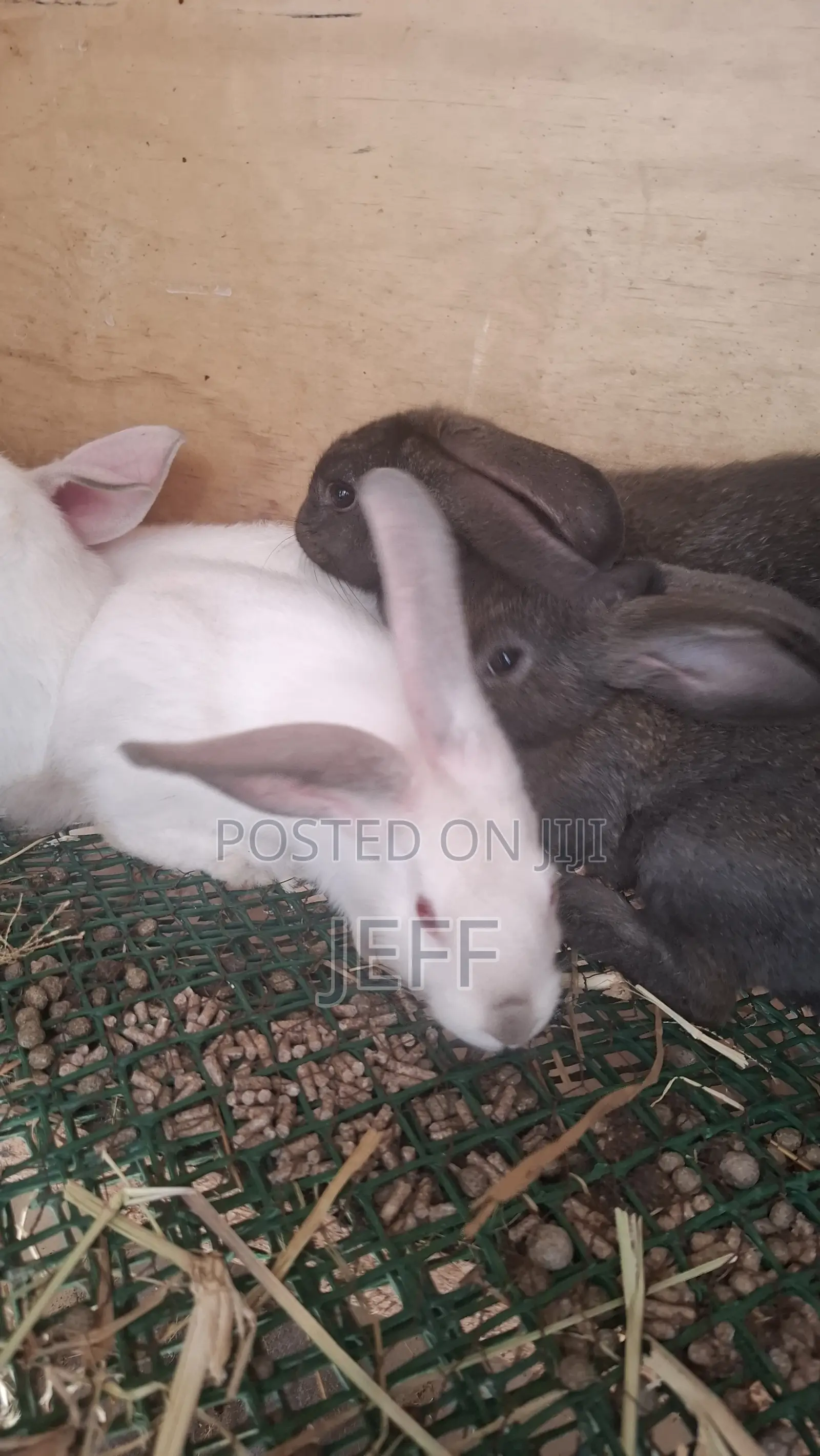 Rabbits for Sale