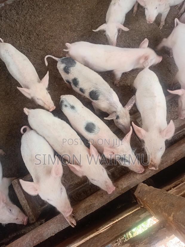 Pigs Station