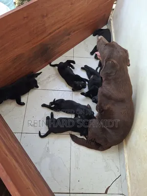 1-3 months Male Mixed Breed Dog