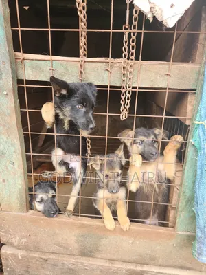 1-3 months Female Mixed Breed German Shepherd