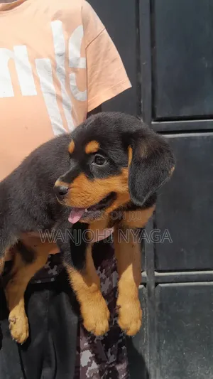 1-3 months Male Purebred Rottweiler