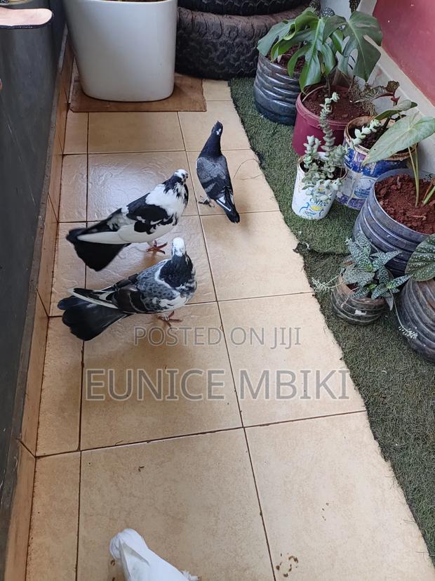 Pigeons for Sale