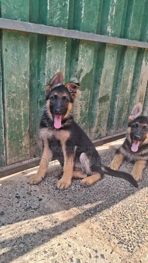 3-6 months Female Purebred German Shepherd
