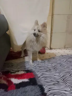 1+ year Male Mixed Breed Japanese Spitz