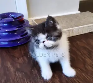 1-3 months Male Purebred Persian