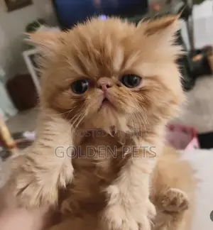 1-3 months Male Purebred Persian
