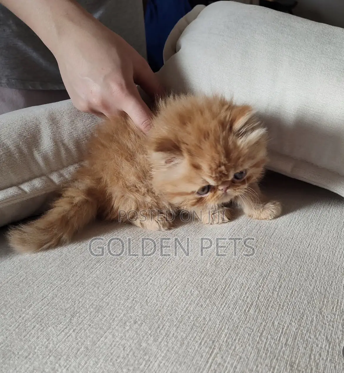 1-3 months Female Purebred Persian