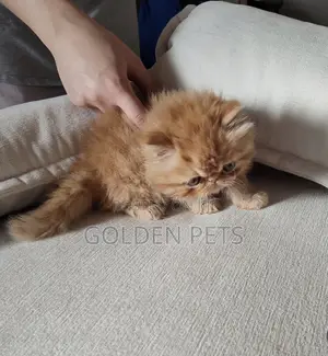 1-3 months Female Purebred Persian