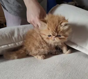 1-3 months Male Purebred Persian