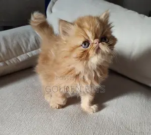 1-3 months Female Purebred Persian