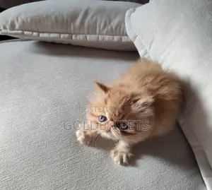 1-3 months Male Purebred Persian