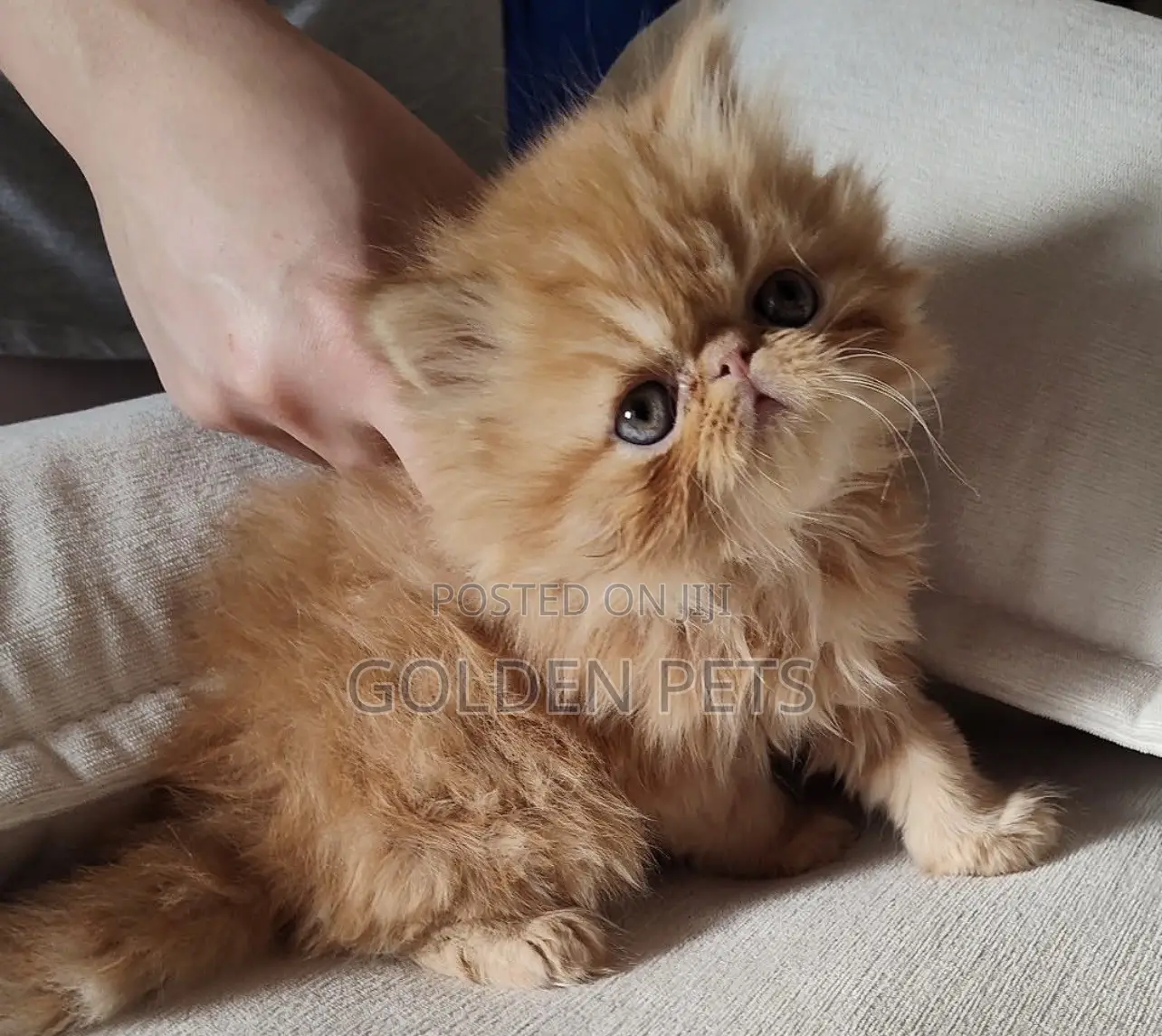 1-3 months Male Purebred Persian