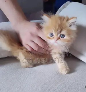 1-3 months Male Purebred Persian