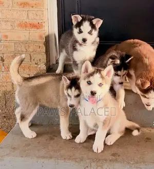 3-6 months Male Purebred Siberian Husky