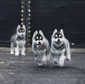 3-6 months Female Purebred Siberian Husky