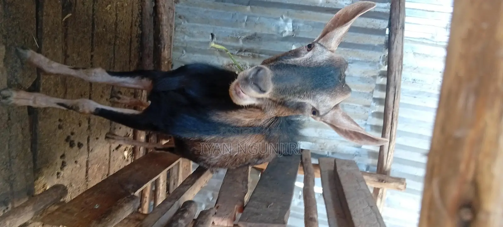 Dairy Goats