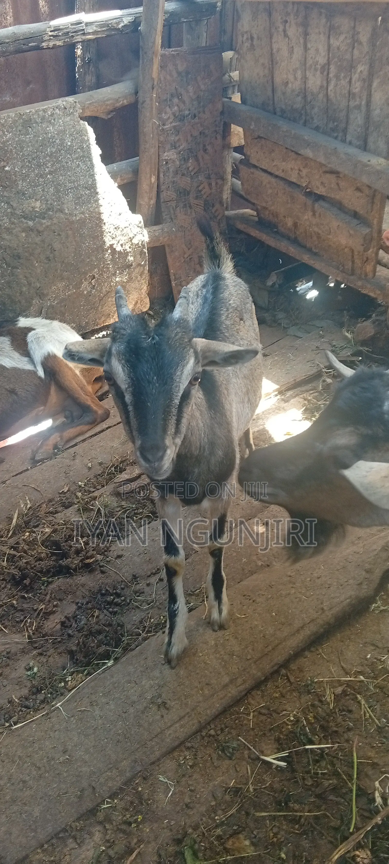 Dairy Goats