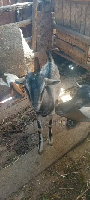 Dairy Goats