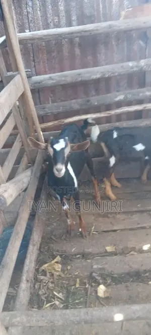 Dairy Goats