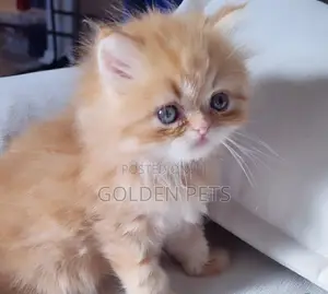 1-3 months Male Purebred Persian
