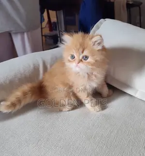 1-3 months Female Purebred Persian
