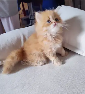 1-3 months Female Purebred Persian
