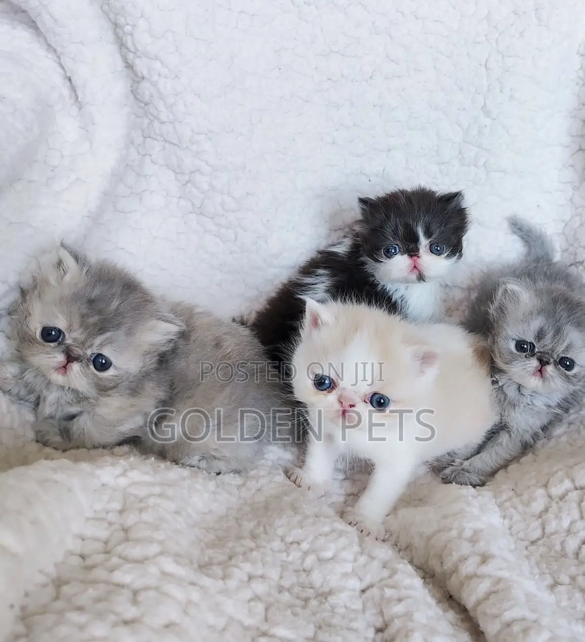 1-3 months Male Purebred Persian