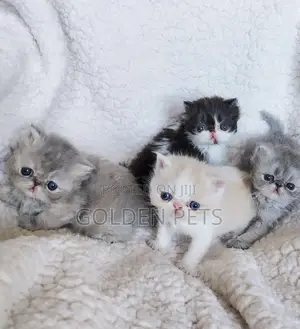 1-3 months Male Purebred Persian
