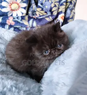 1-3 months Male Purebred Persian