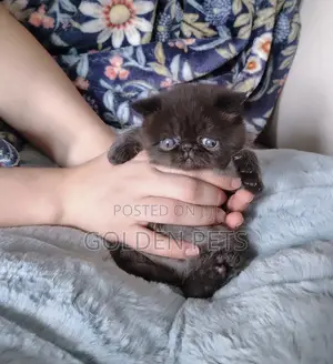 1-3 months Male Purebred Persian