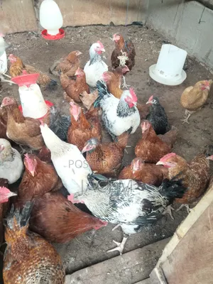 Kienyeji Chicken for Sale