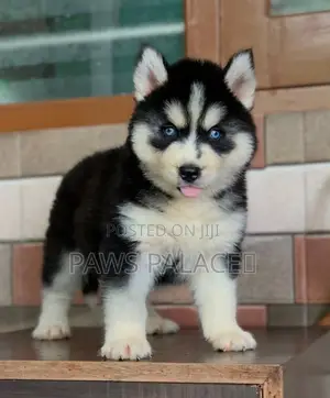 3-6 months Male Purebred Siberian Husky