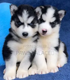 3-6 months Male Purebred Siberian Husky