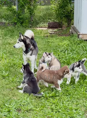 3-6 months Female Purebred Siberian Husky