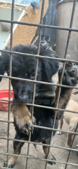 3-6 months Male Mixed Breed German Shepherd