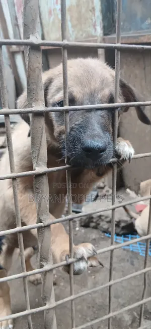 3-6 months Male Mixed Breed German Shepherd