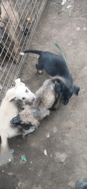 3-6 months Female Mixed Breed German Shepherd